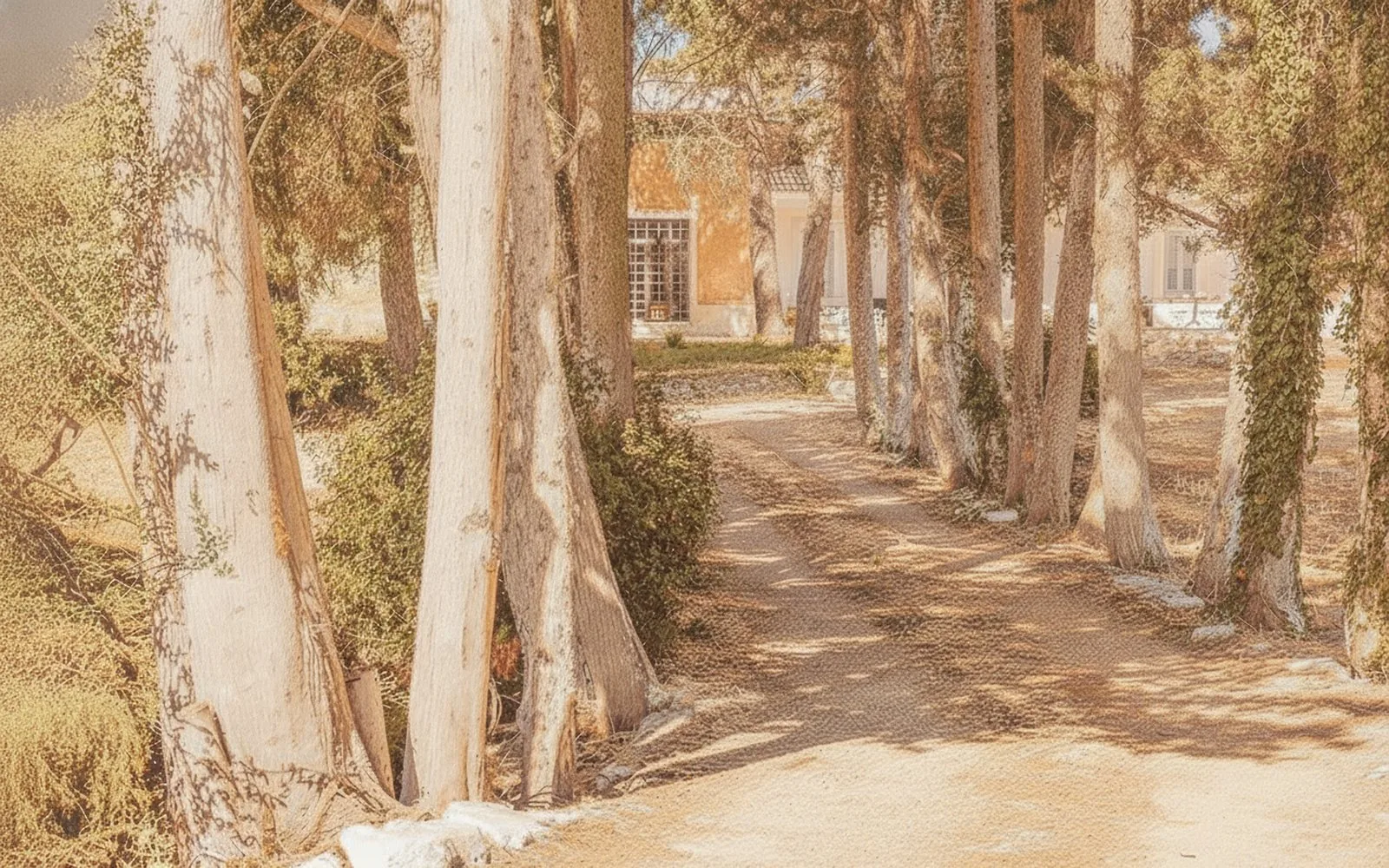 Il viale alberato della proprietà, foto 7